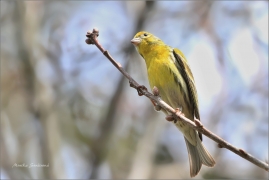 <p>ZVONOHLÍK ZAHRADNÍ (Serinus serinus) ----- /European serin - Girlitz/</p>